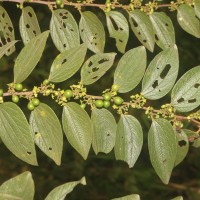 Ziziphus oenopolia (L.) Mill.